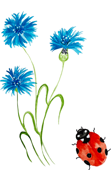 Watercolor illustration of cornflower and ladybug